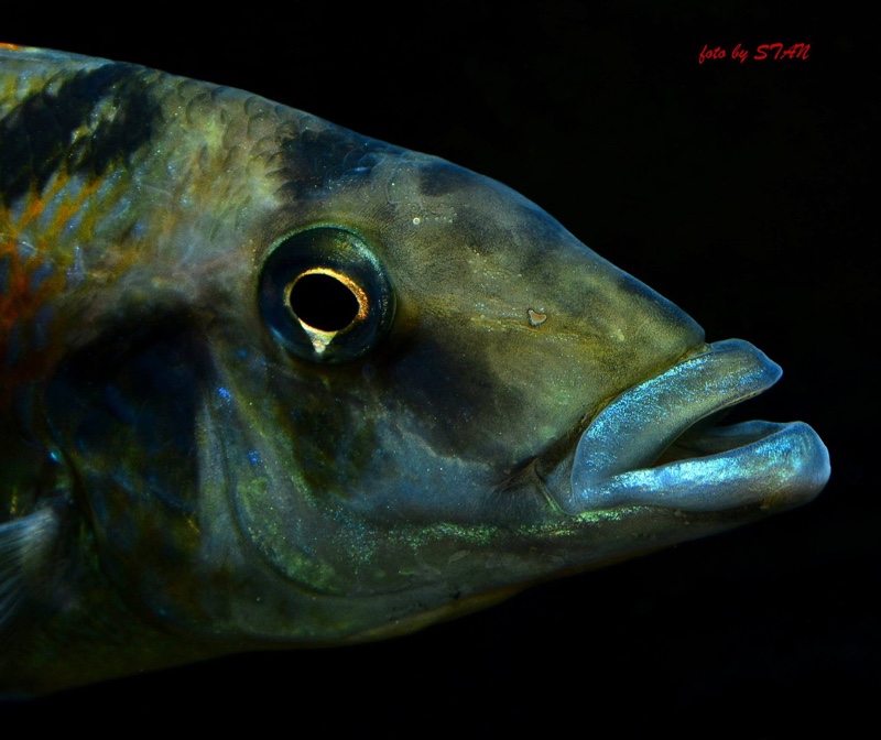 Lichnochromis acuticeps